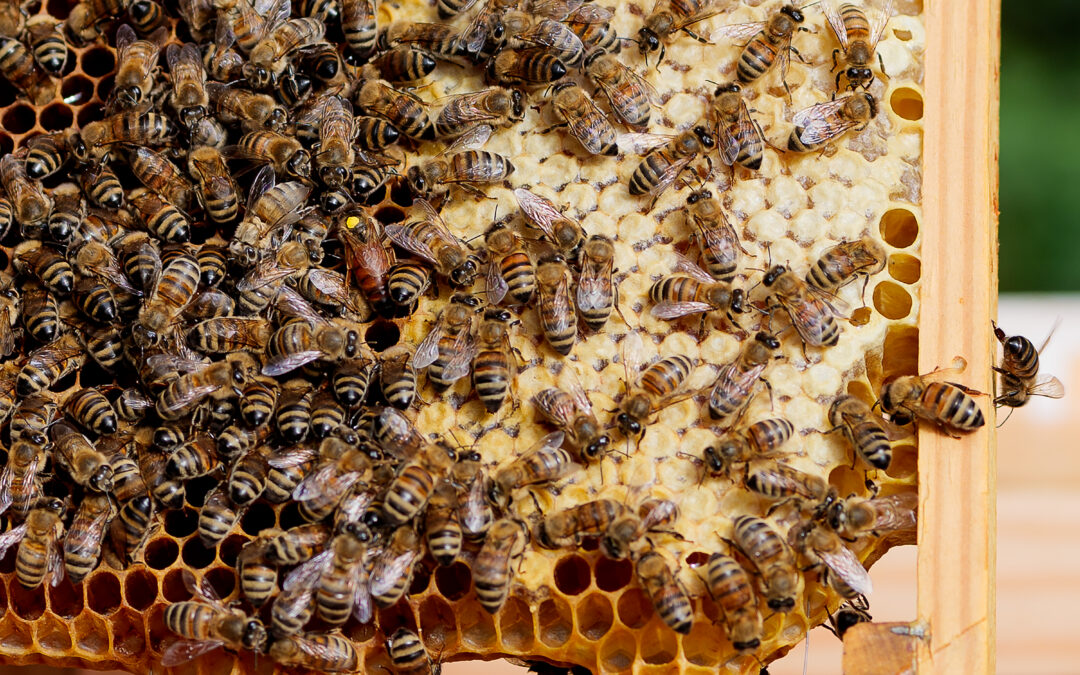 Så kom der ende­lig en dron­ning i&nbsp;stadet