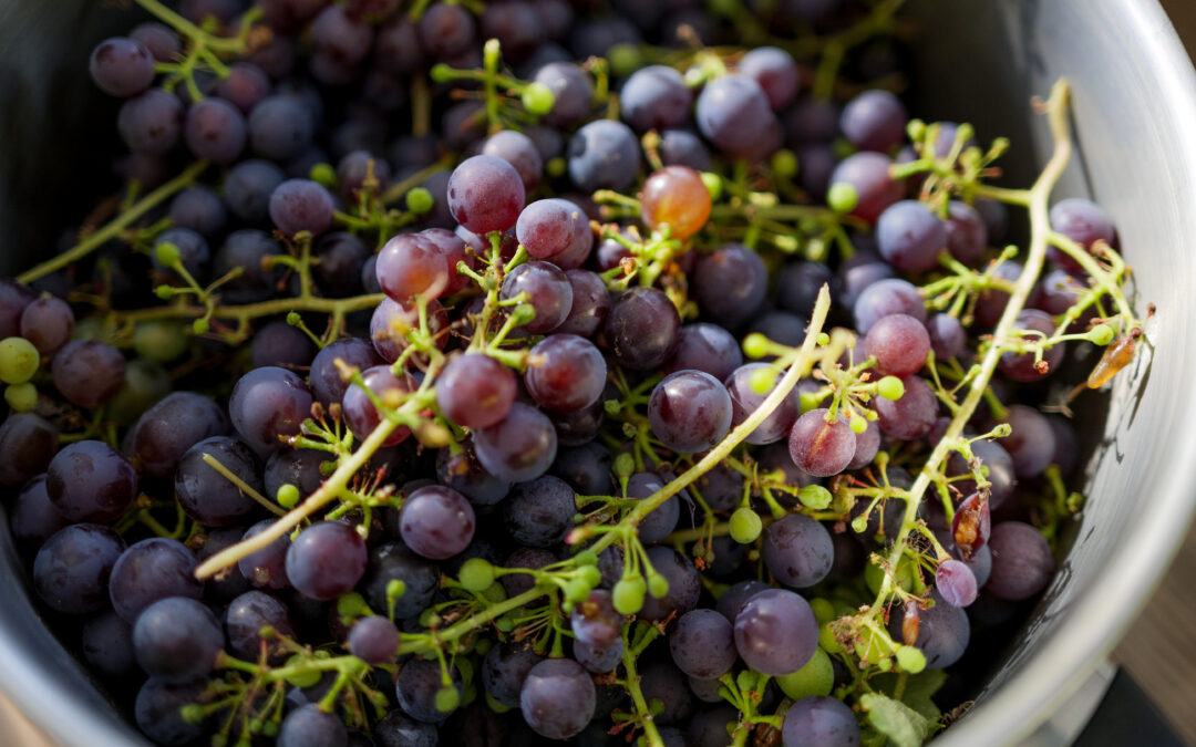 Den store vindruehøst