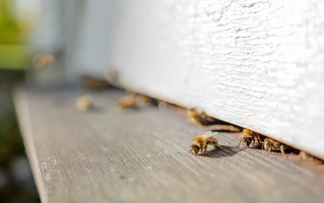 Hjem­mesi­den er i&nbsp;luften