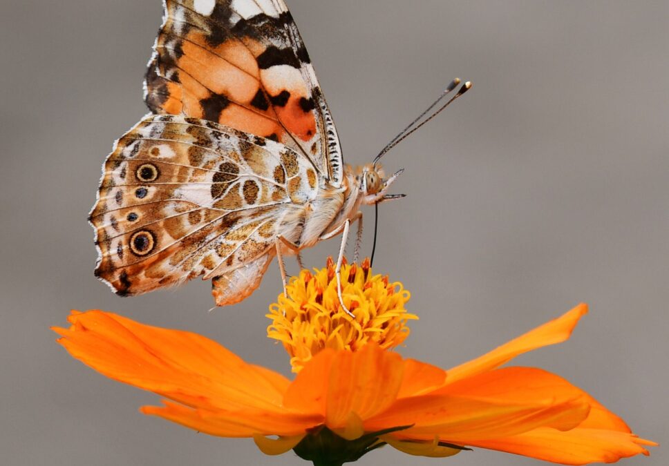 Lav en insek­t­ven­lig&nbsp;have