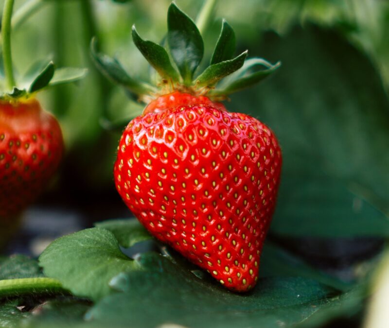 Hvis du har en biav­ler i&nbsp;nærhe­den får du flot­te­re frugt, bær og grøntsager