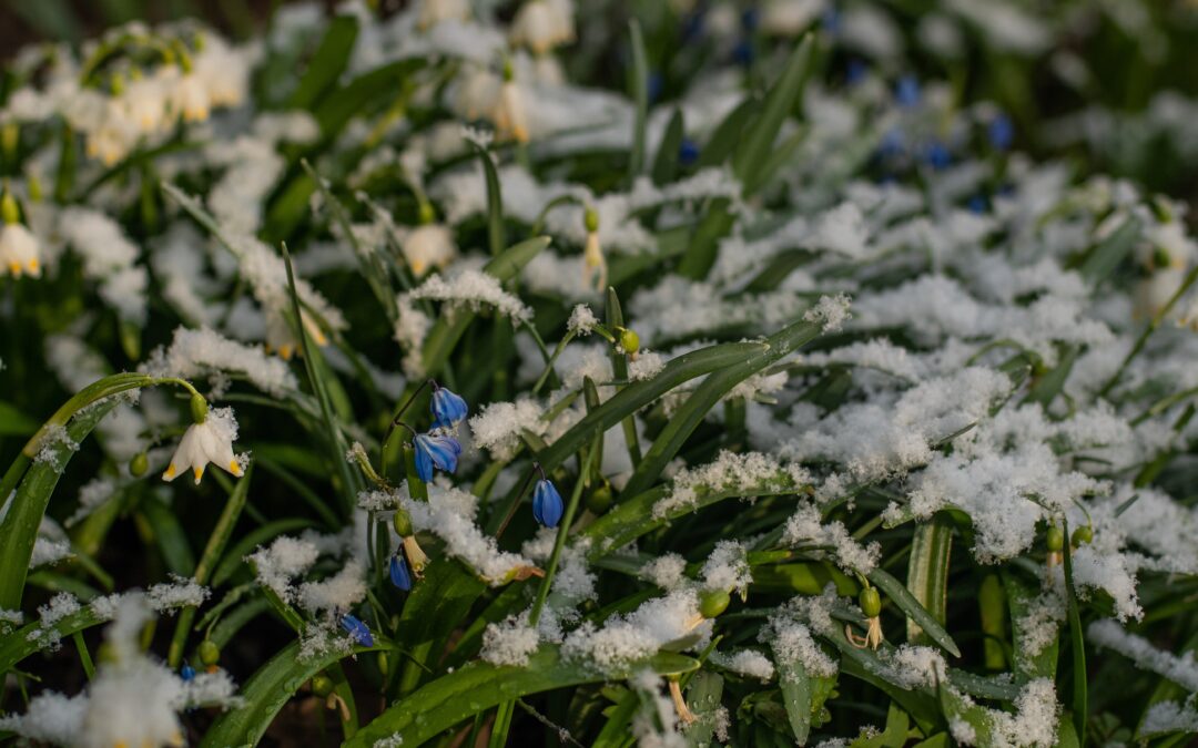 Bierne er begyndt at&nbsp;flyve