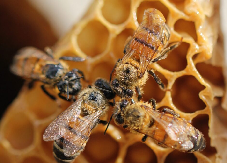 Hvilke slags bier er der i&nbsp;et bistade?