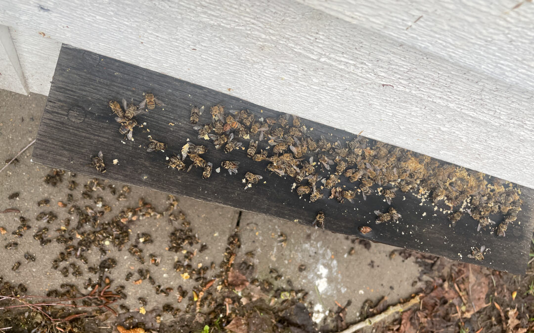 Bier­nes forårsrengøring