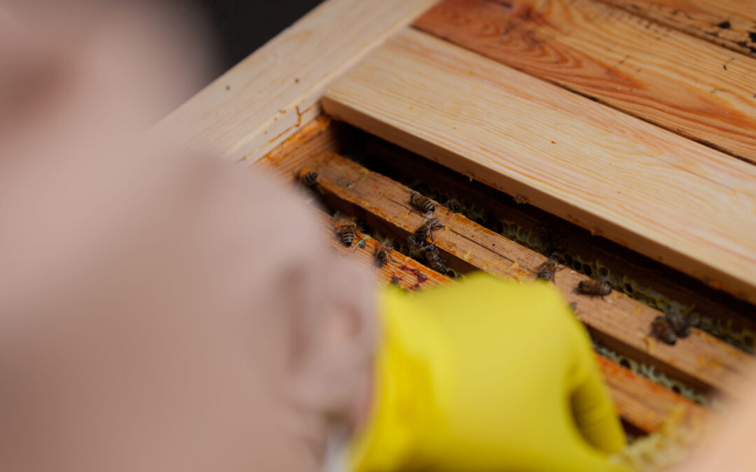 Buck­fast Honning­bi­en - Den frede­li­ge bestøver