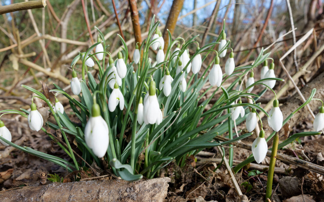 Vinter­gæk­ker, masser af vintergækker