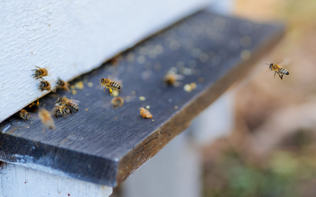 Bierne lander med bukser på