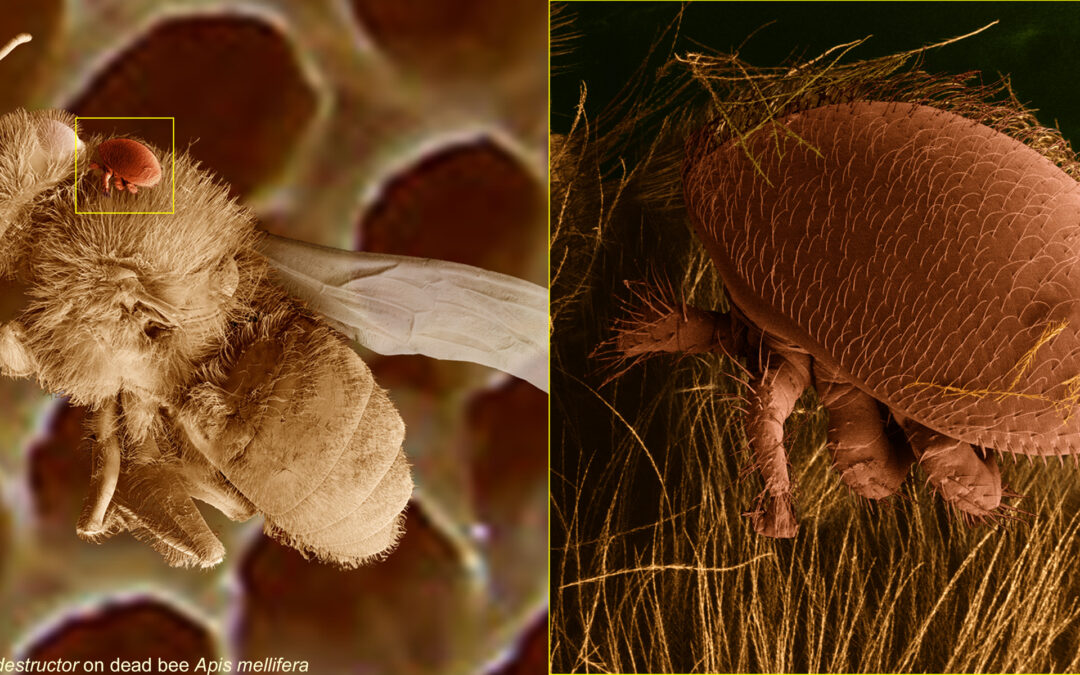 Optæl­ling af varoamider