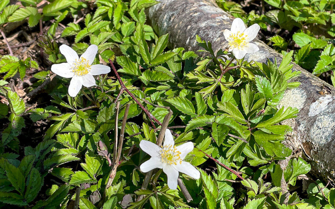 Varme dage i&nbsp;påsken