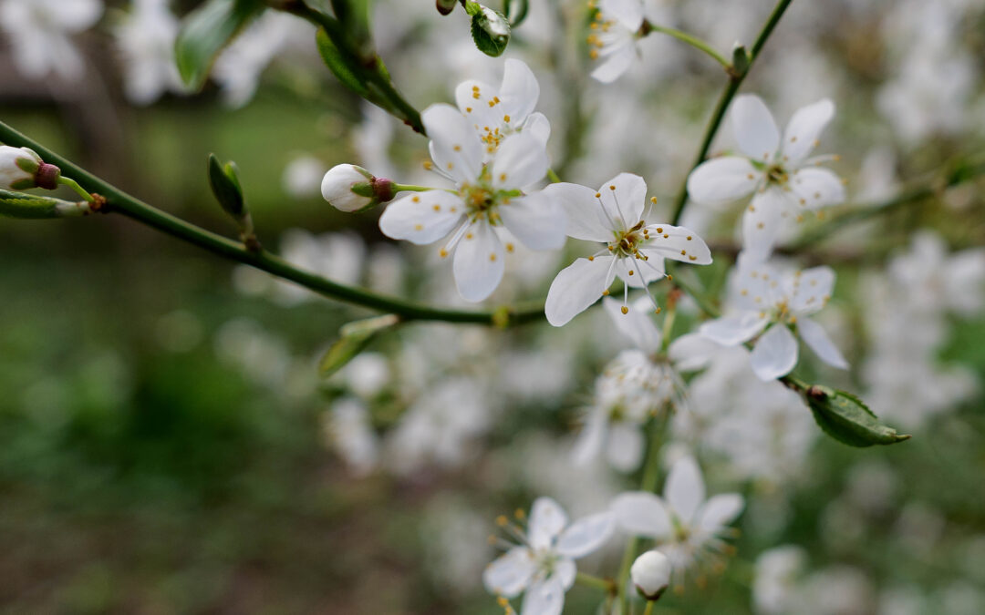 Mira­bel­le er sprun­get&nbsp;ud