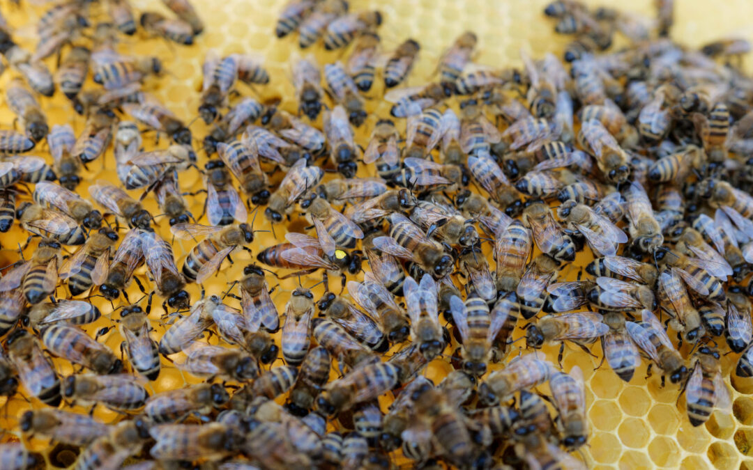 Vi blad­re­de tavler i&nbsp;april