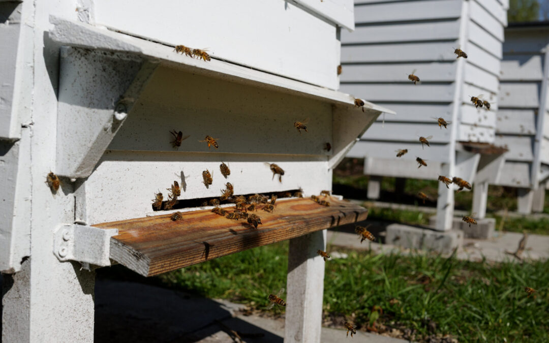 De nye biers første dag