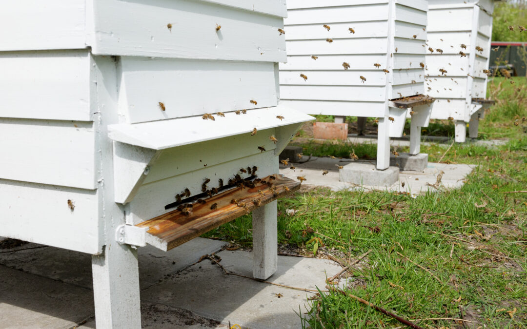 Det går godt med bierne