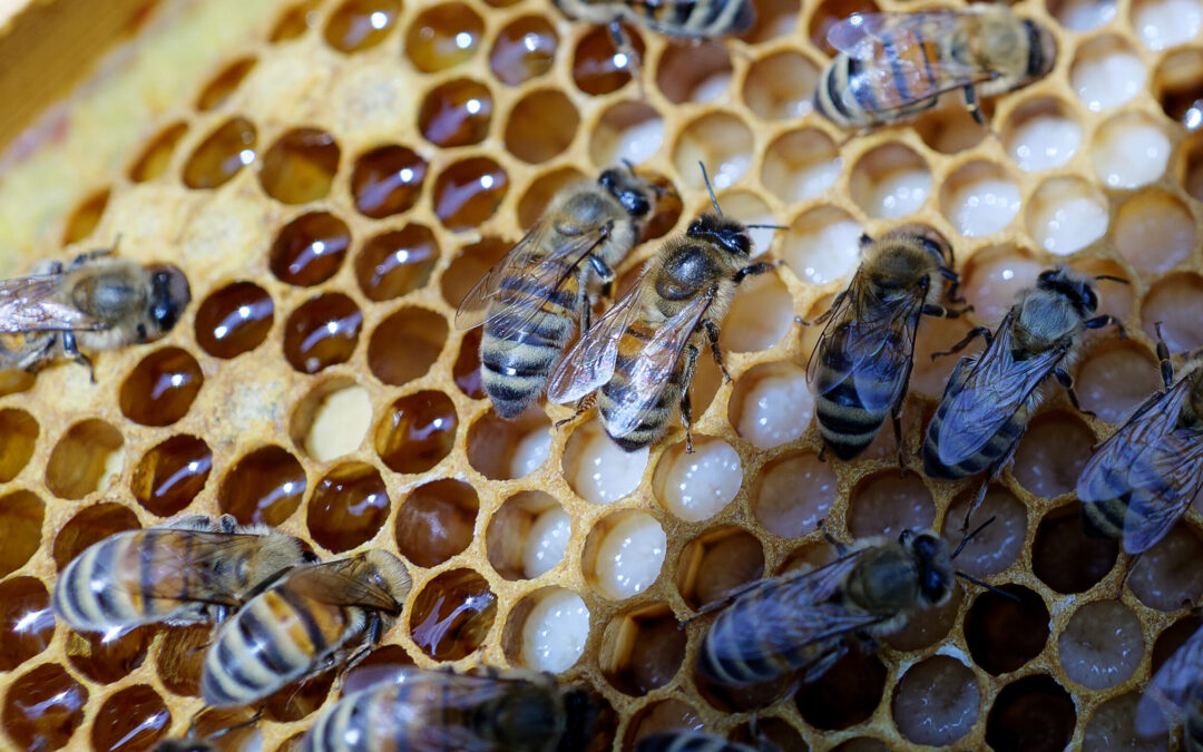 Varmen gik og varmen kom