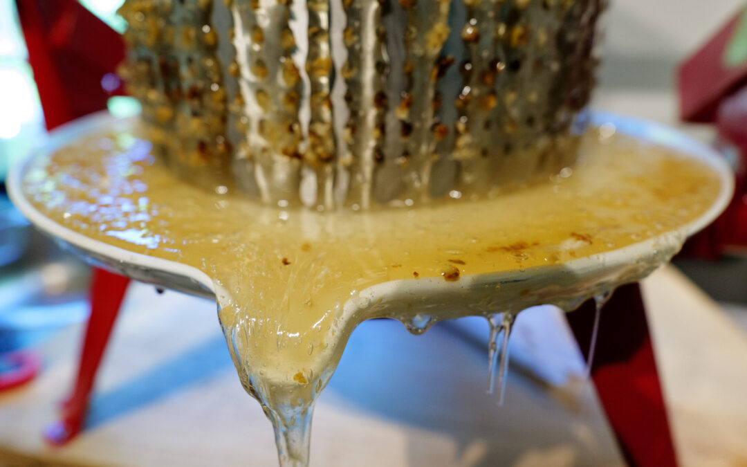 Forårs­hø­sten&nbsp;2023