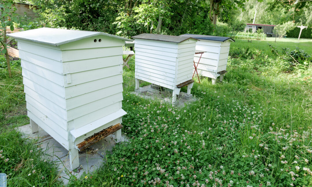 Dron­ning med posten og to nye bifamiler