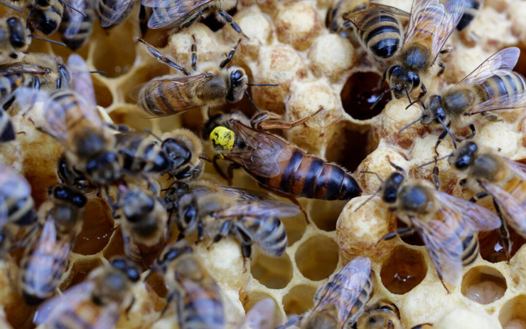 Dron­nin­gen bliver reddet