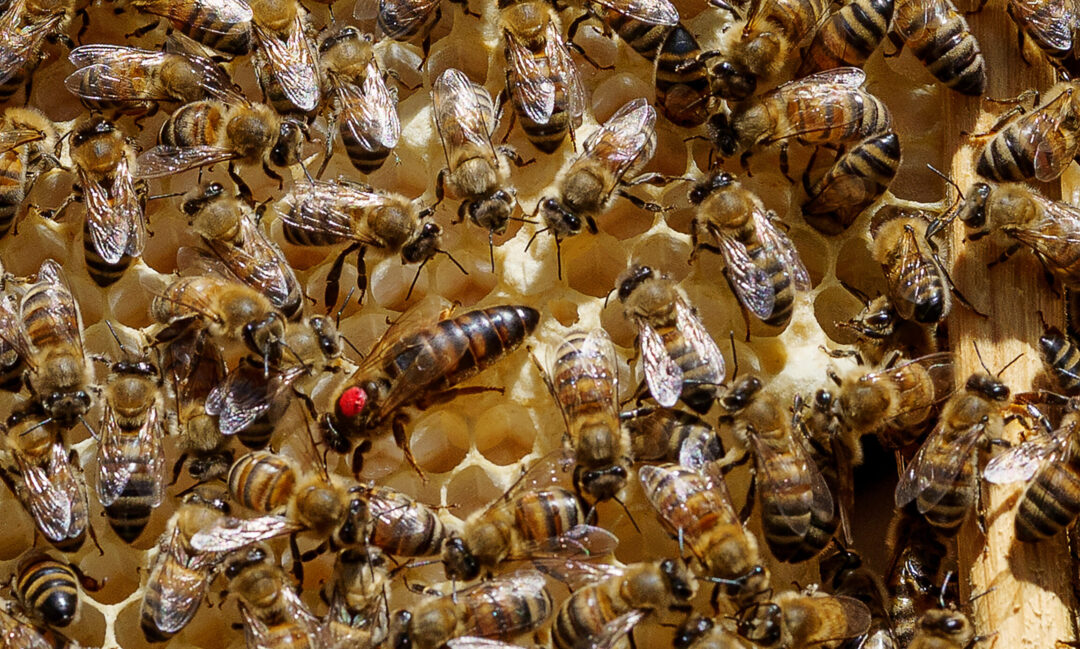 Den røde dron­ning har fundet sig til&nbsp;rette
