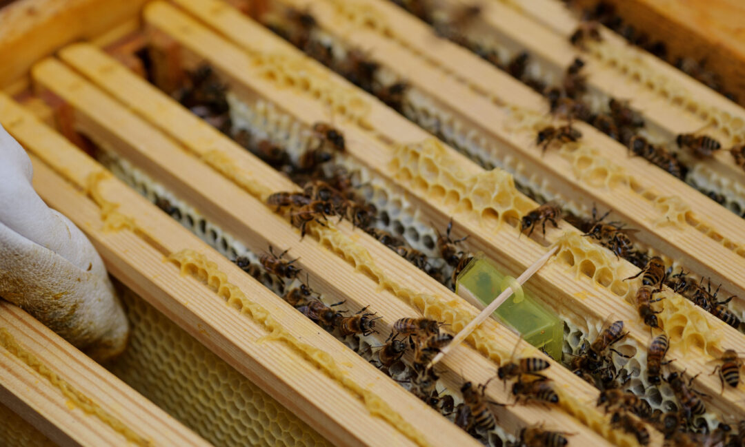 En ny dron­ning bliver tilsat