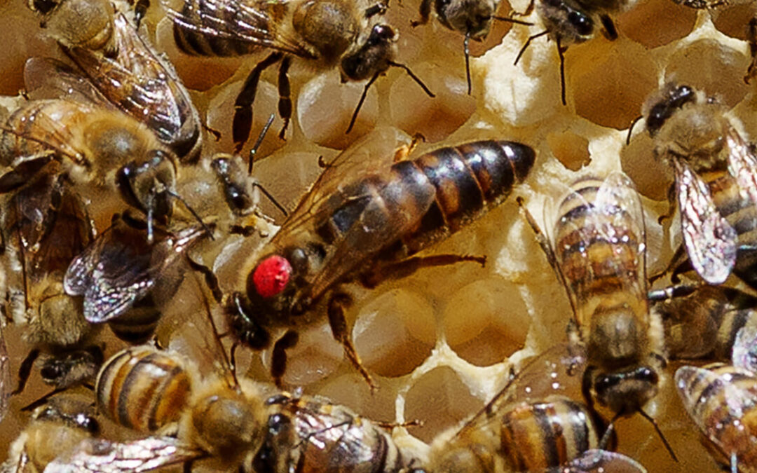 Dron­nin­gen i&nbsp;aflæg­ger ende­lig fundet