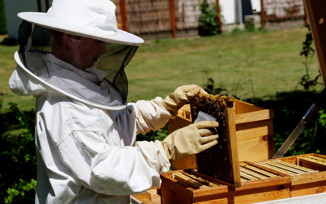 Sådan tæller du varroamider