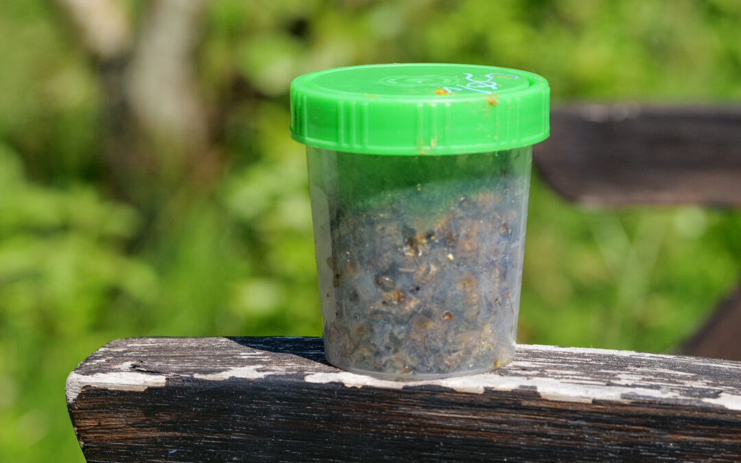 Varroa situ­a­tio­nen