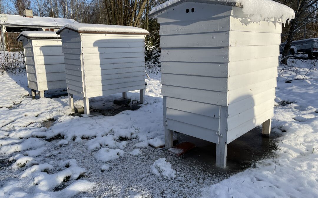 Årets første bi-dag 2024