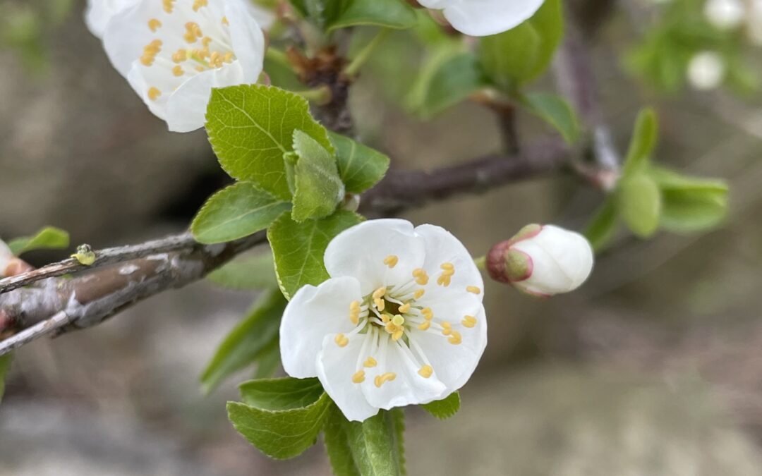 Mira­bel er sprun­get ud, og bierne kommer hjem med pollen