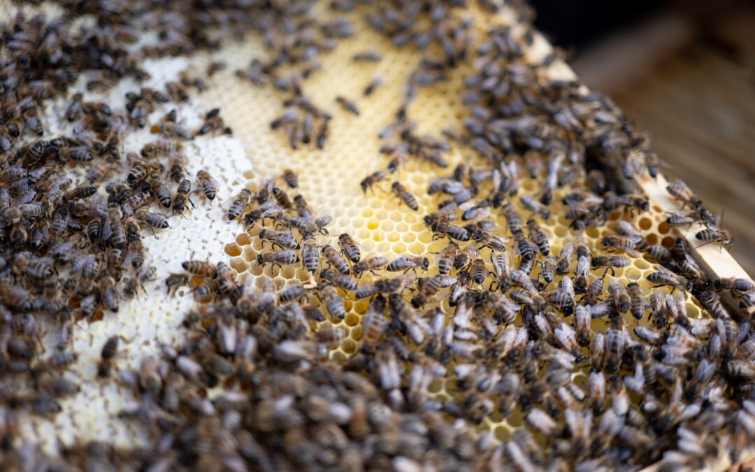 I år er der mange&nbsp;bier