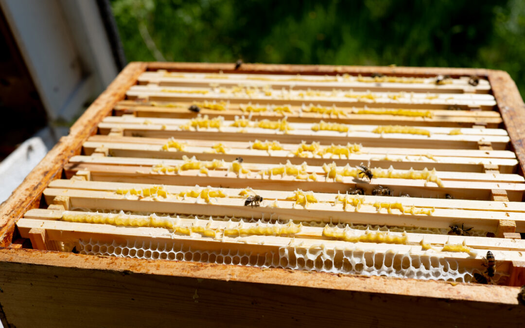 Et stade opfø­rer sig lidt&nbsp;sært