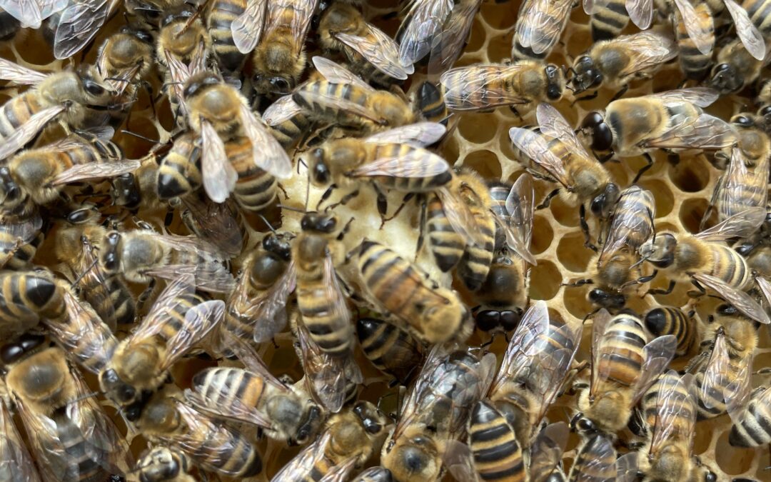 Vi har mistet en dronning