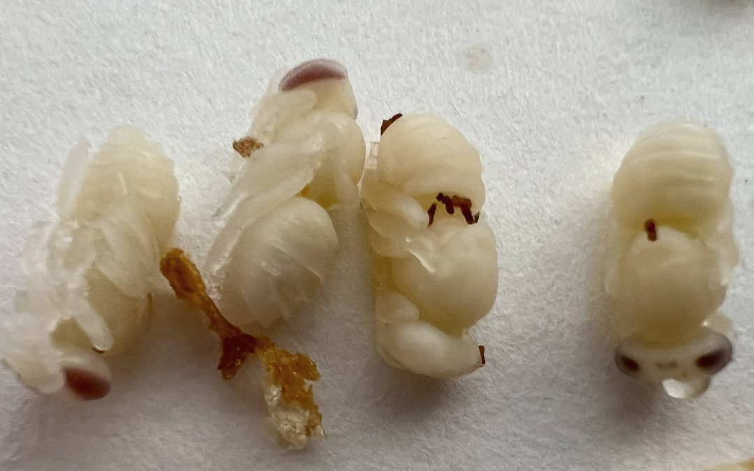 Vores bier er blevet syge